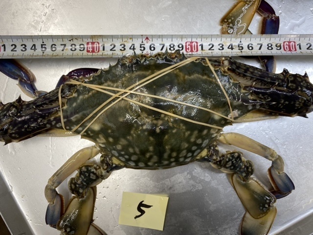  セリ 安かった 香川産天然ワタリガニオス 特大サイズ ＣＡＳ凍結 お届け ５番(その他)｜売買されたオークション情報、yahooの商品情報をアーカイブ公開 - オークファン その他