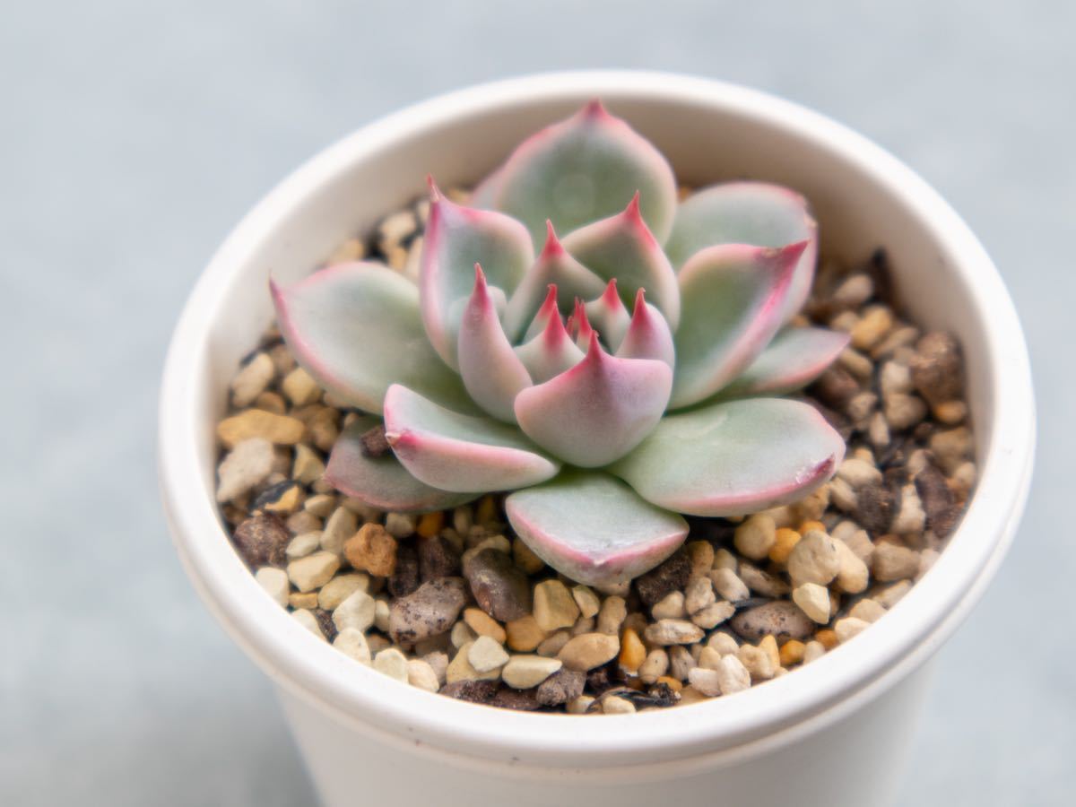 チワワエンシス イエコラ エケベリア チワワエンシスyecora 輸入種子実生 実生苗 多肉植物 Yecora 2 サボテン 売買されたオークション情報 Yahooの商品情報をアーカイブ公開 オークファン Aucfan Com チワワエンシス イエコラ エケベリア チワワエンシスyecora 輸入種子実生 実生苗 多肉植物 Yecora 2 サボテン 売買されたオークション情報 Yahooの商品情報をアーカイブ公開 オークファン Aucfan Com
