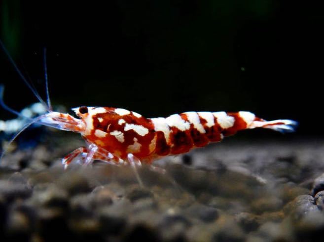  HY Shrimp Zeus generation red 若個体1匹 雌雄は画像から 発送日は21日に限ります(ビーシュリンプ)｜売買されたオークション情報、yahooの商品情報をアーカイブ公開 - オークファン ビーシュリンプ