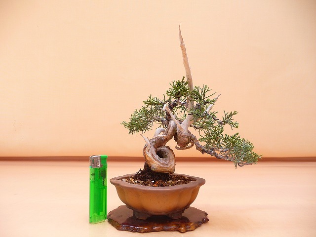 苔聖園』 真柏 ミニ真柏 盆栽 苔聖園 真柏素材 8 『