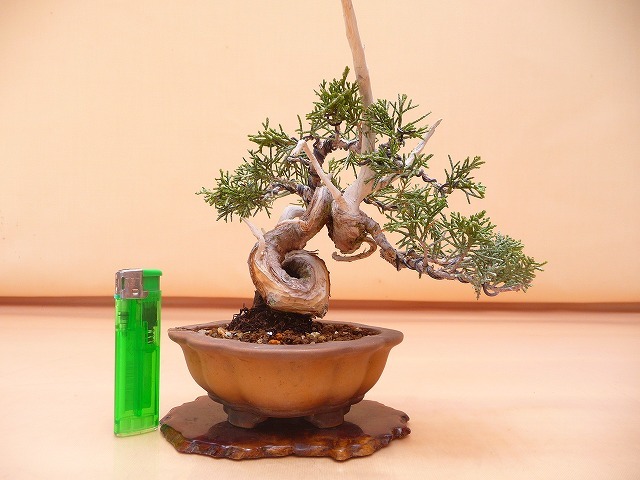 苔聖園』 真柏 ミニ真柏 盆栽 苔聖園 真柏素材 8 『