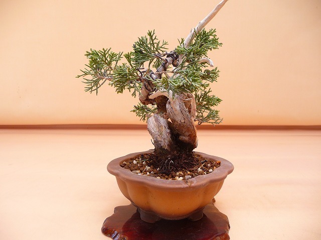 苔聖園』 真柏 ミニ真柏 盆栽 苔聖園 真柏素材 8 『