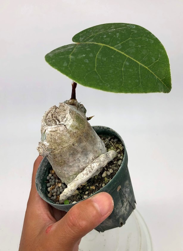 ボンバックス エリプティクム Bombax ellipticum (2) 塊根植物 送料無料 プセウドボンバックス | Pseudobombax trigger エリプティクムの管理ポイント 多肉植物データベース