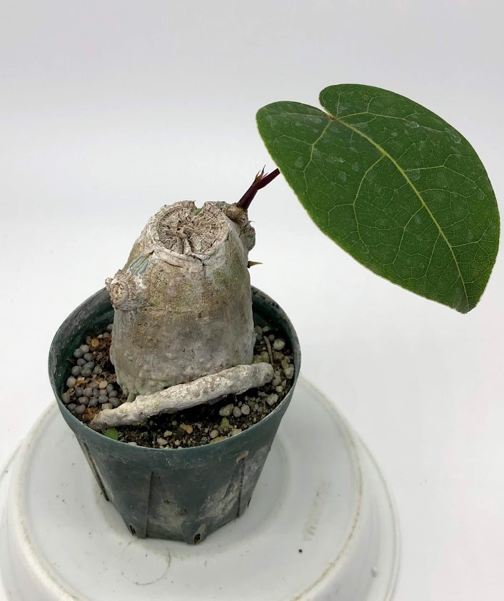 ボンバックス エリプティクム Bombax ellipticum (2) 塊根植物 送料無料 プセウドボンバックス | Pseudobombax trigger エリプティクムの管理ポイント 多肉植物データベース