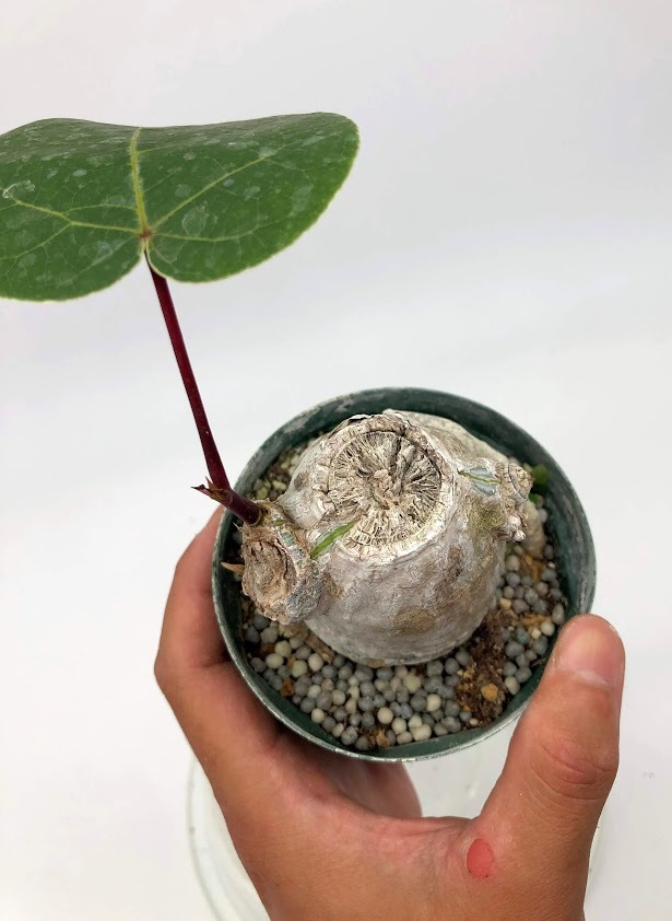 ボンバックス エリプティクム Bombax ellipticum (2) 塊根植物 送料無料 プセウドボンバックス | Pseudobombax trigger エリプティクムの管理ポイント 多肉植物データベース