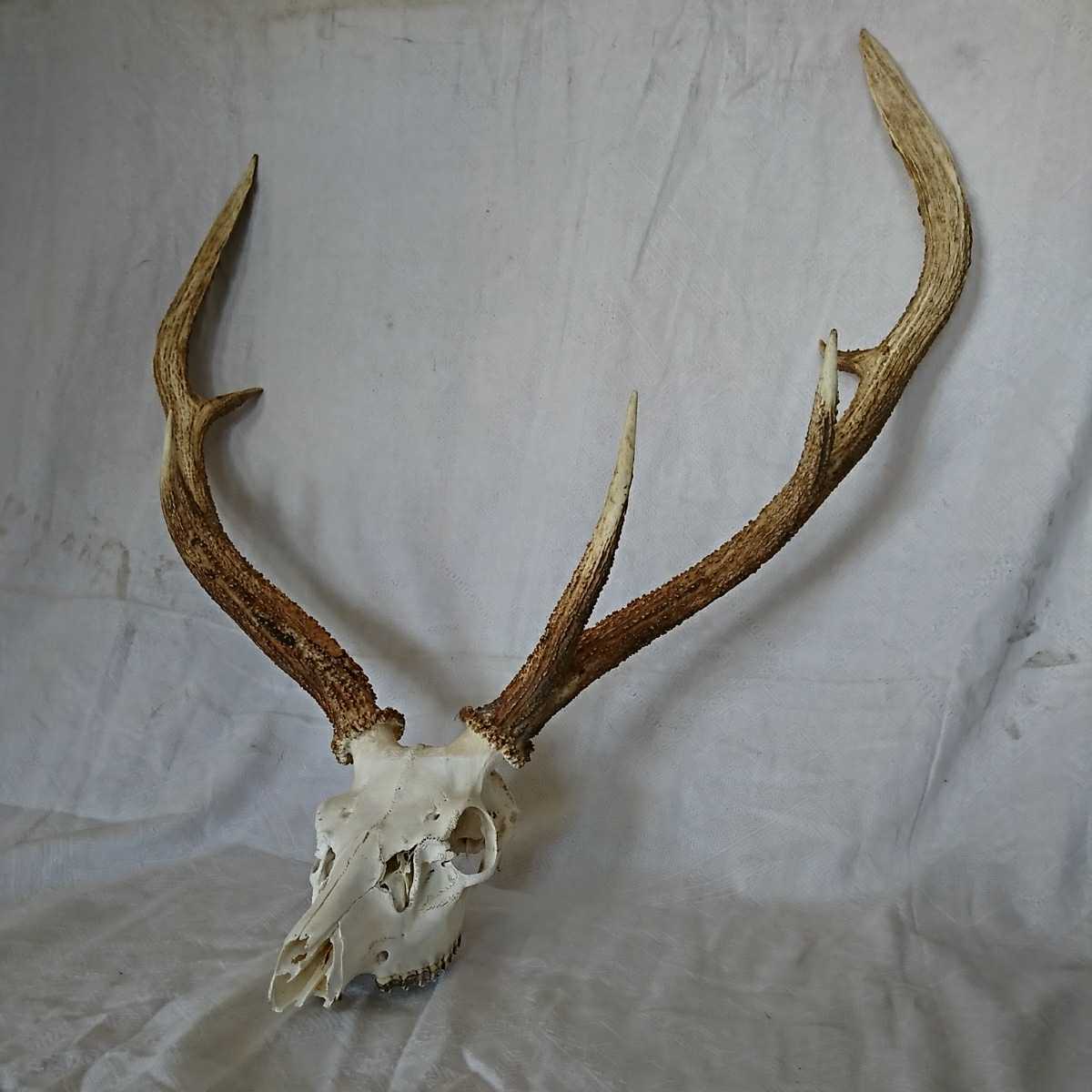 雄成体 北海道 鹿の頭蓋骨 エゾシカの頭骨 エゾシカの角、頭骨 頭骨