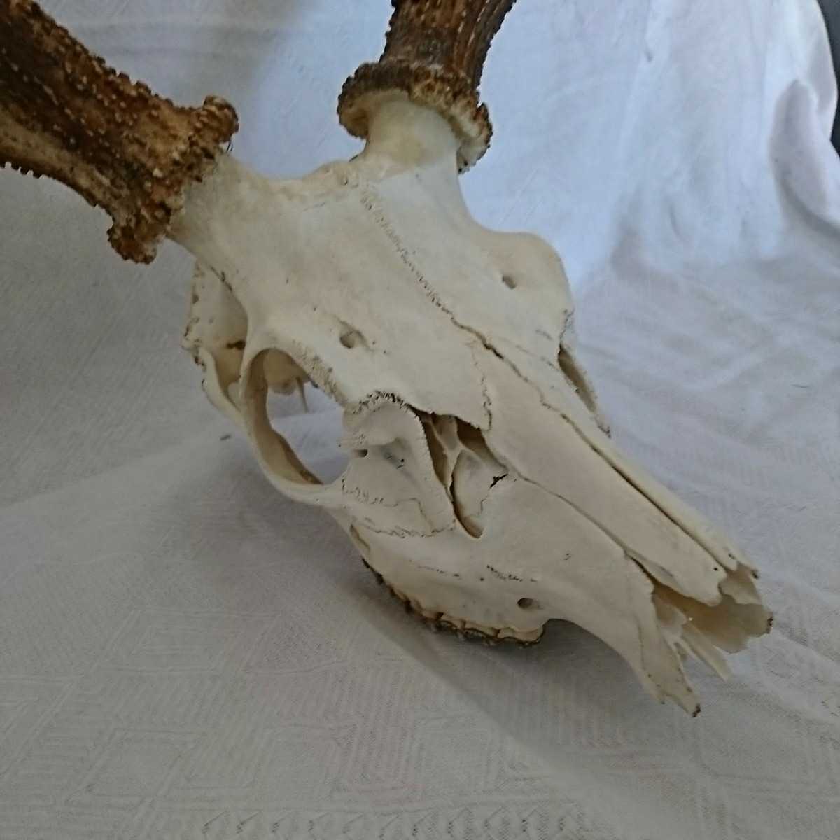 雄成体 北海道 鹿の頭蓋骨 エゾシカの頭骨 エゾシカの角、頭骨 頭骨