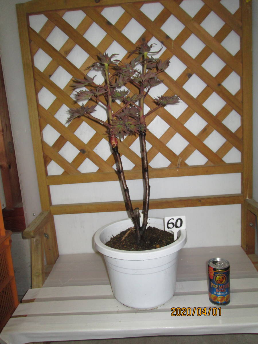 ☆希少品種☆春咲き牡丹 №６０　 『赤銅の輝』