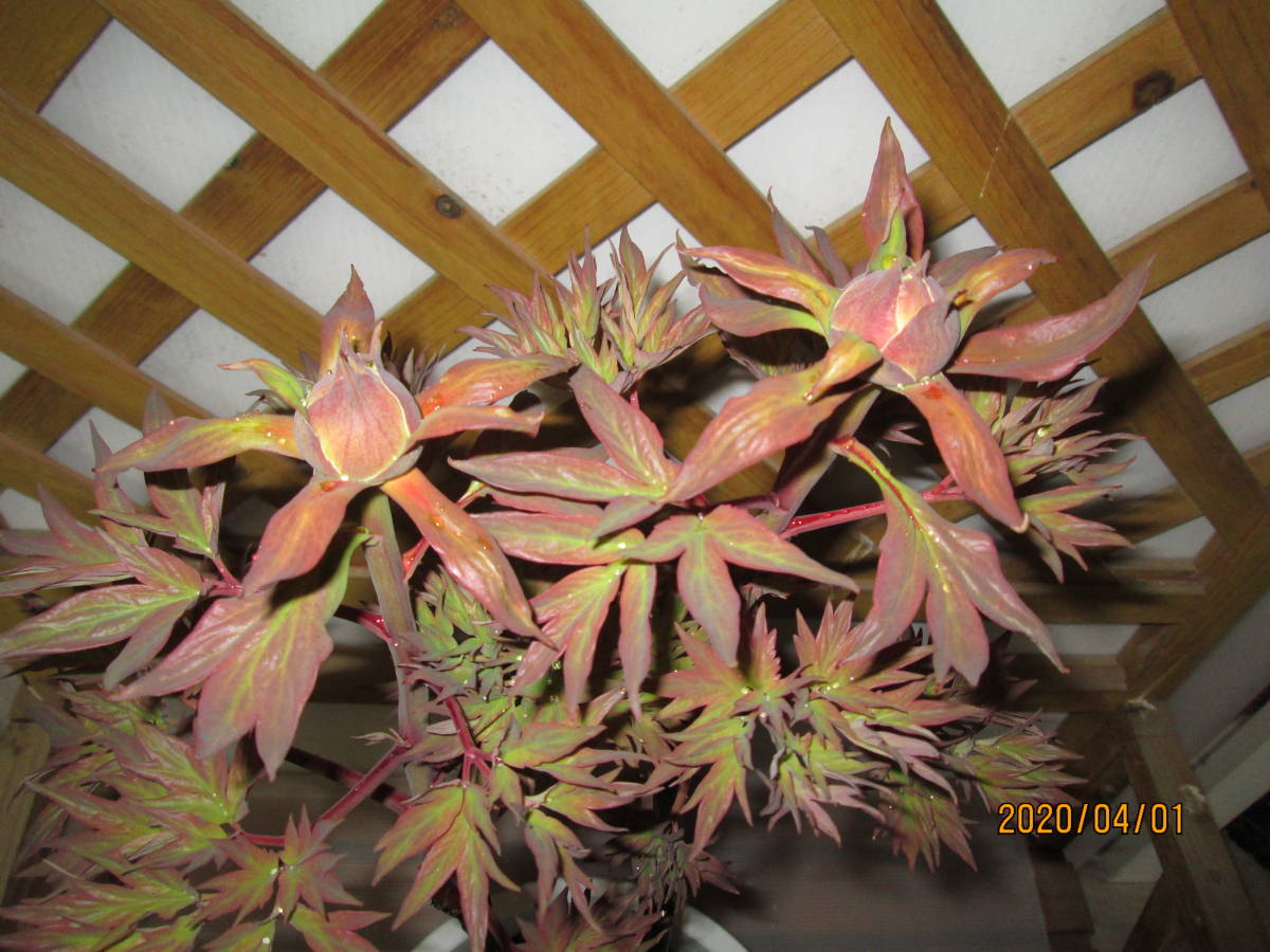 ☆希少品種☆春咲き牡丹 №６０　 『赤銅の輝』