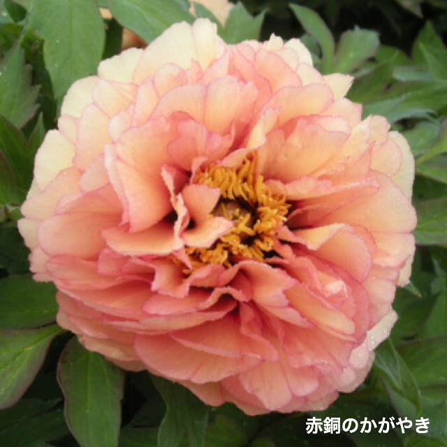 ☆希少品種☆春咲き牡丹 №６０　 『赤銅の輝』