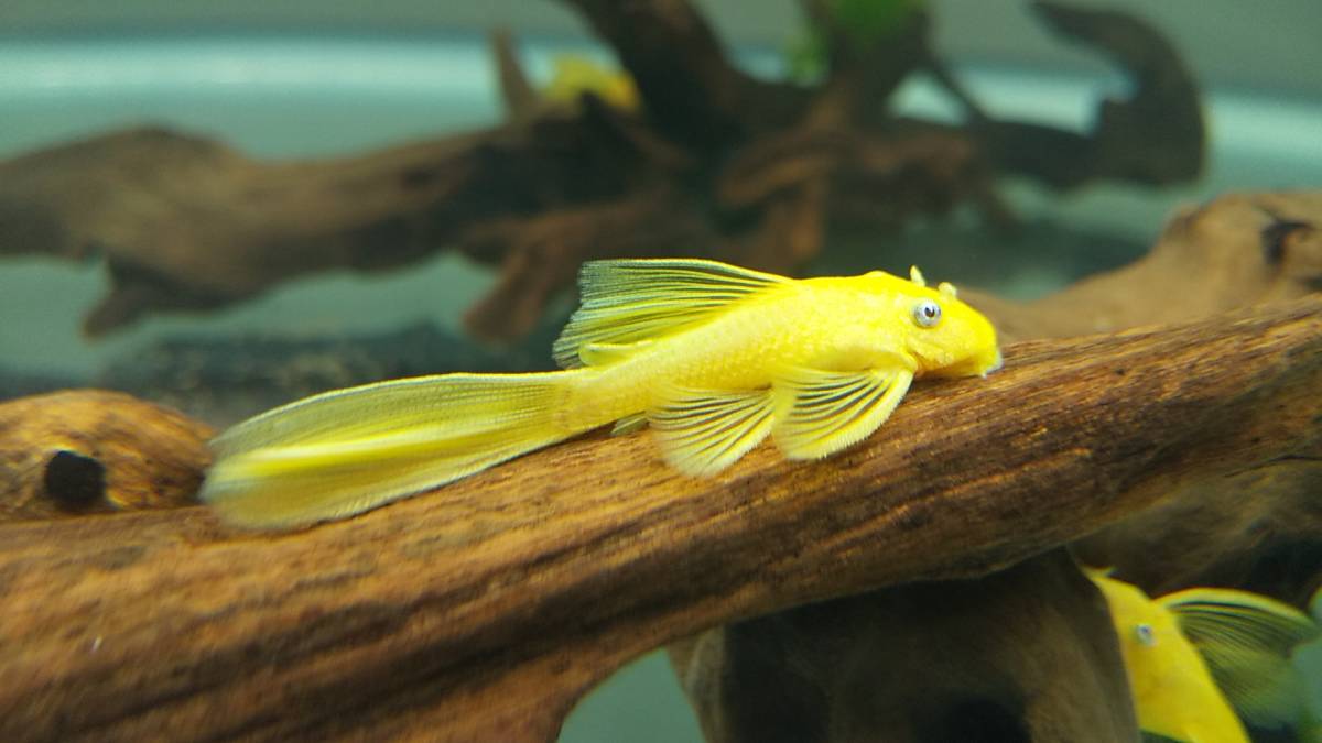 国内繁殖 ロングフィンブルーアイゴールデンブッシープレコ 5匹セット プレコ 売買されたオークション情報 Yahooの商品情報をアーカイブ公開 オークファン Aucfan Com