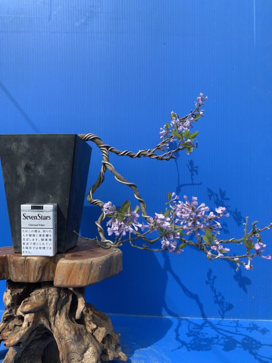 中品盆栽、十月桜、斜幹懸崖作り、花(沢山の花芽付き) やや傷や汚れあり 本店 盆栽妙 富士桜 - 盆栽 [赤富士園] やや傷や 中品盆栽、十月桜、斜