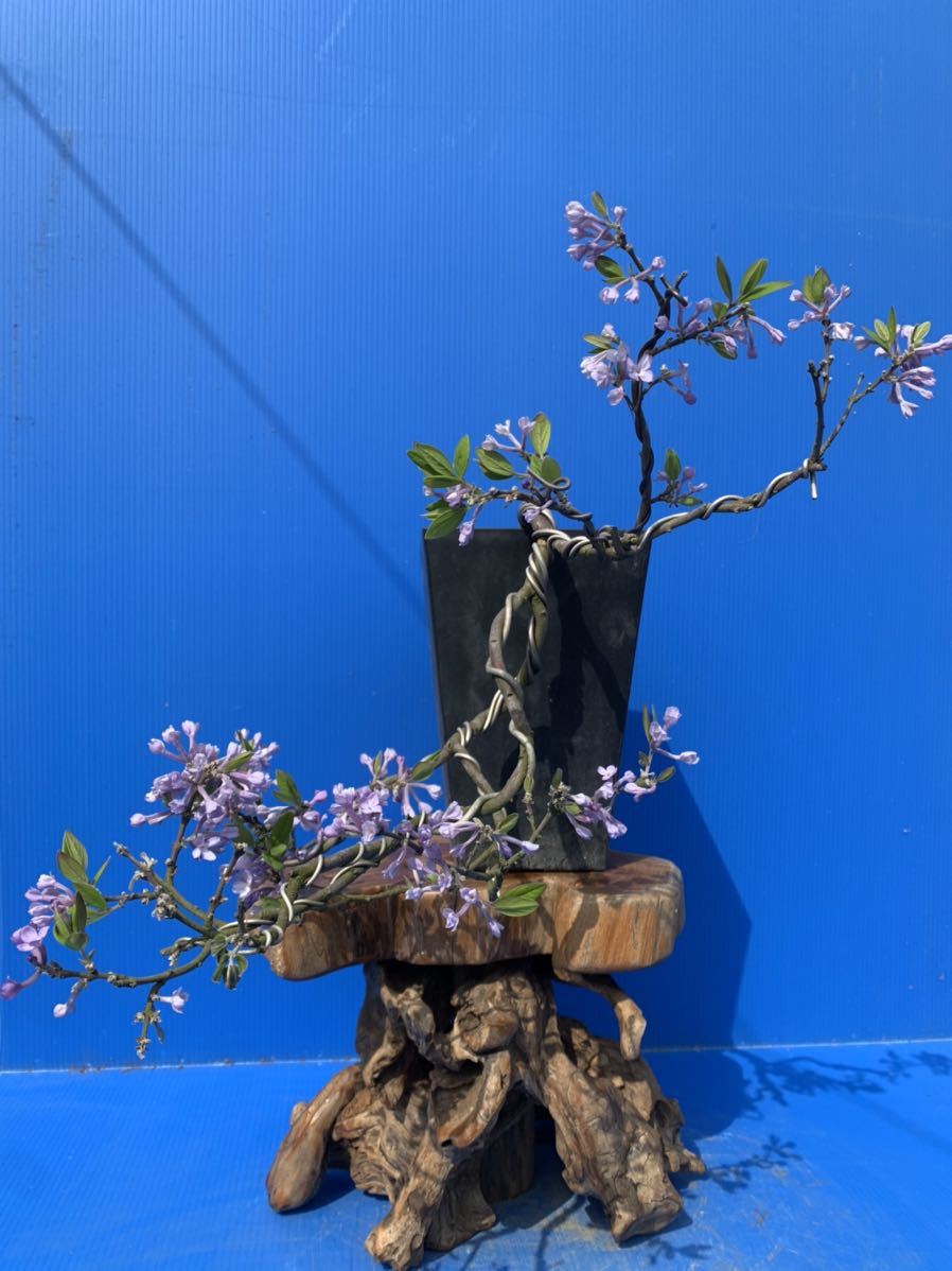 本店 盆栽妙 富士桜 - 盆栽 [赤富士園] やや傷や 中品盆栽、十月桜、斜