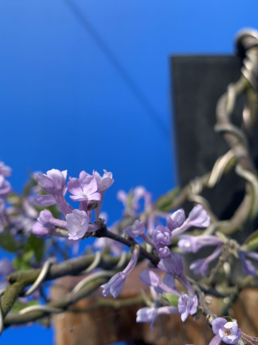 本店 盆栽妙 富士桜 - 盆栽 [赤富士園] やや傷や 中品盆栽、十月桜、斜