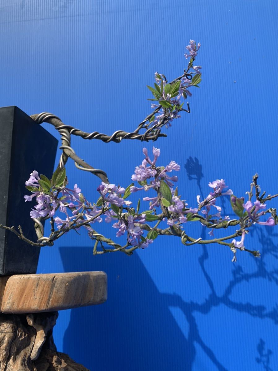 本店 盆栽妙 富士桜 - 盆栽 [赤富士園] やや傷や 中品盆栽、十月桜、斜