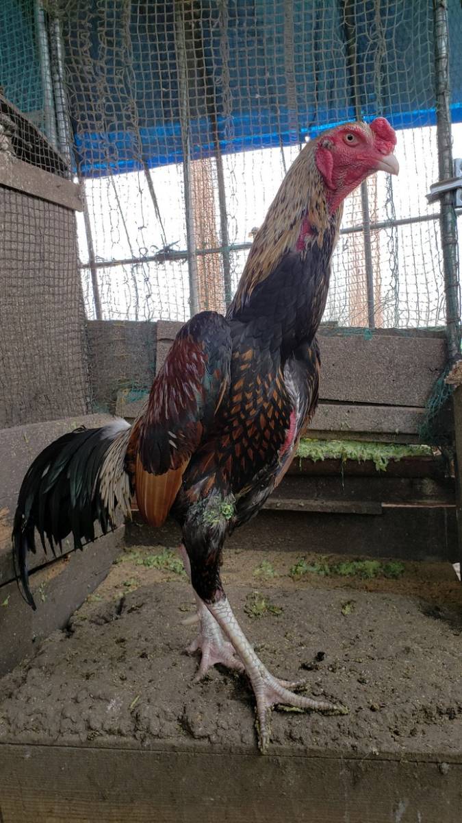 黄白笹大軍鶏の種卵（有精卵）６個＋産まれた分追加保証 - Yahoo!オークション 有精卵 小軍鶏白笹の種卵 白笹大軍鶏の有精卵６個（食用可） 食用有精卵６個