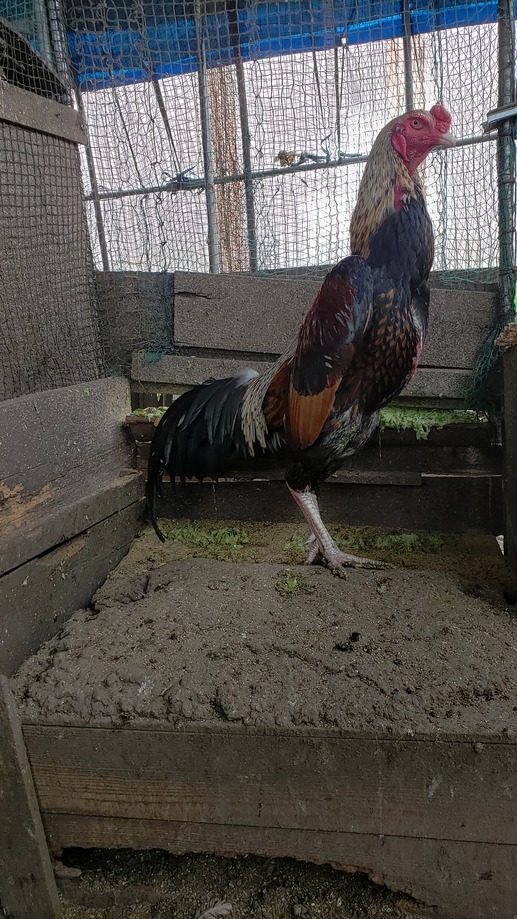 黄白笹大軍鶏の種卵（有精卵）６個＋産まれた分追加保証 - Yahoo!オークション 有精卵 小軍鶏白笹の種卵 白笹大軍鶏の有精卵６個（食用可） 食用有精卵６個