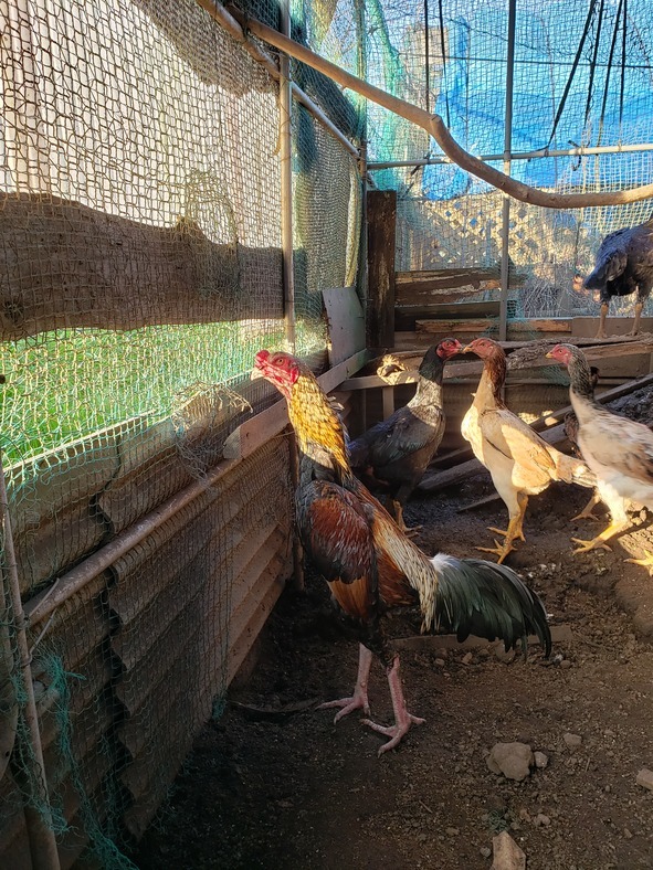 黄白笹大軍鶏の種卵（有精卵）６個＋産まれた分追加保証 - Yahoo!オークション 有精卵 小軍鶏白笹の種卵 白笹大軍鶏の有精卵６個（食用可） 食用有精卵６個