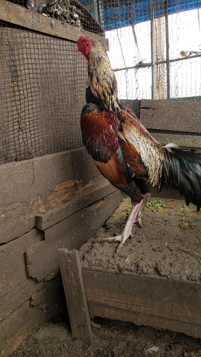 黄白笹大軍鶏の種卵（有精卵）６個＋産まれた分追加保証 - Yahoo!オークション 有精卵 小軍鶏白笹の種卵 白笹大軍鶏の有精卵６個（食用可） 食用有精卵６個