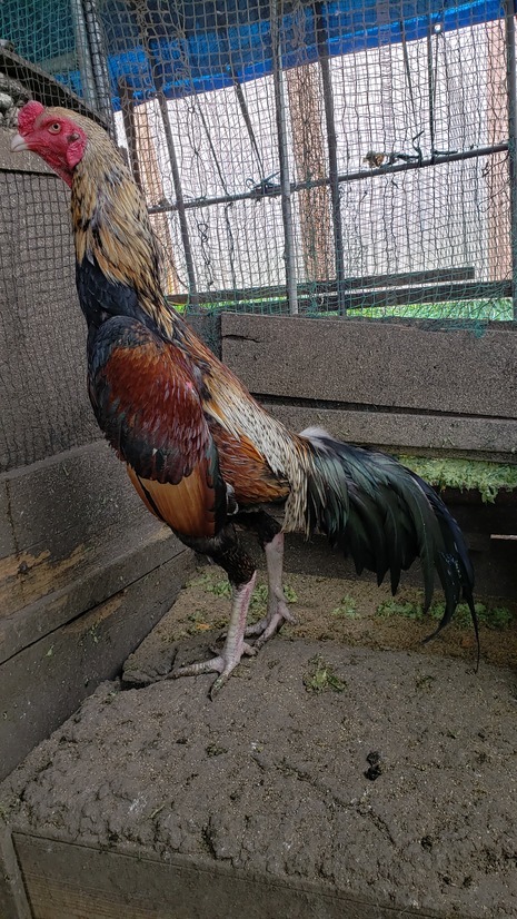 黄白笹大軍鶏の種卵（有精卵）６個＋産まれた分追加保証 - Yahoo!オークション 有精卵 小軍鶏白笹の種卵 白笹大軍鶏の有精卵６個（食用可） 食用有精卵６個