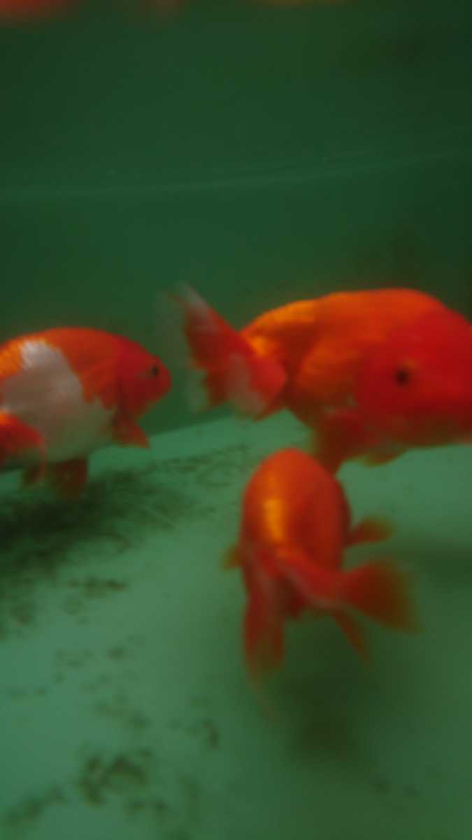 らんちゅう 11匹セット 元気いっぱい 金魚観賞