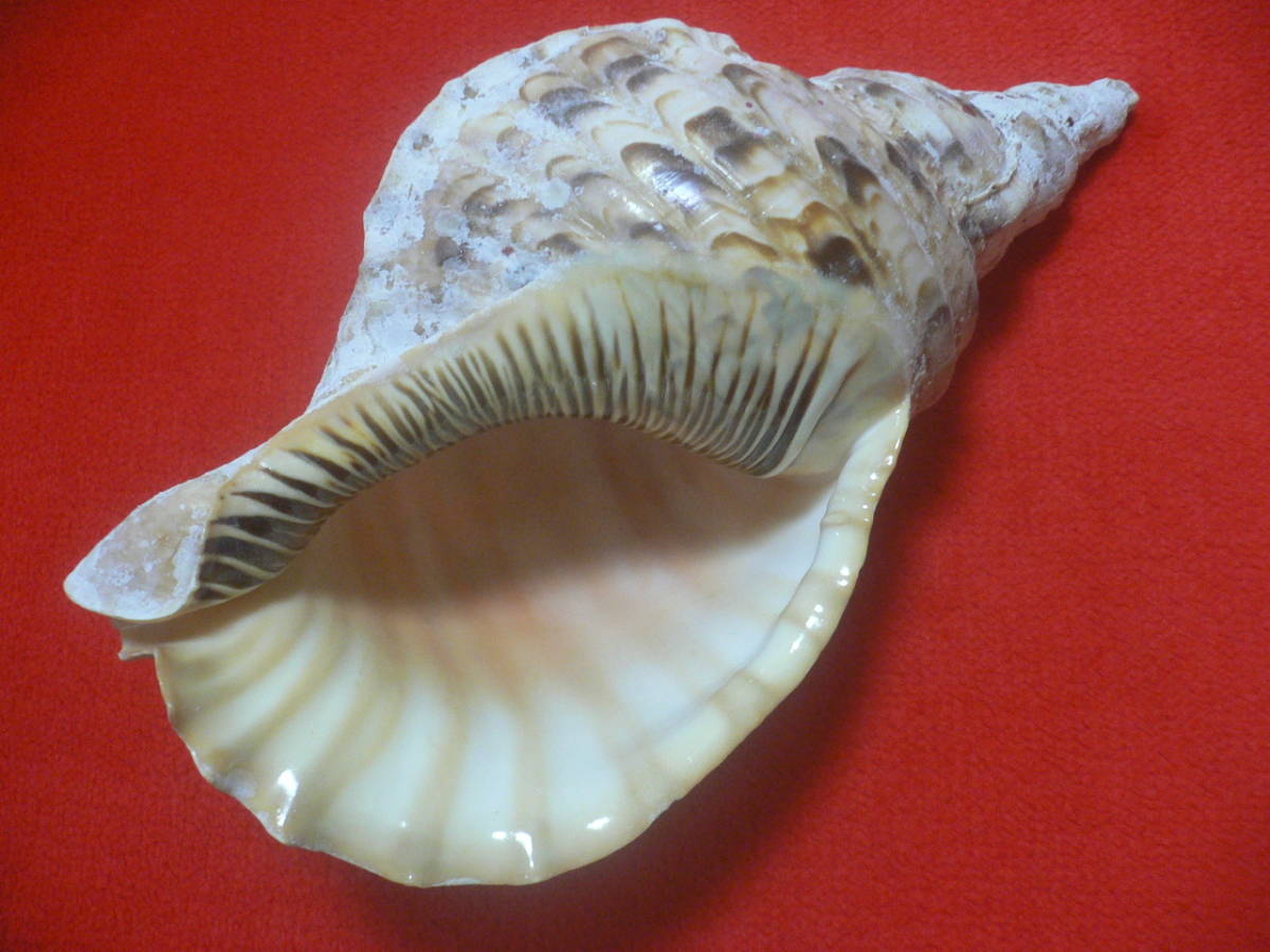 SALE，低価 ☆沖縄の法螺貝☆No5☆ほら貝☆ホラガイ☆33.0cm・