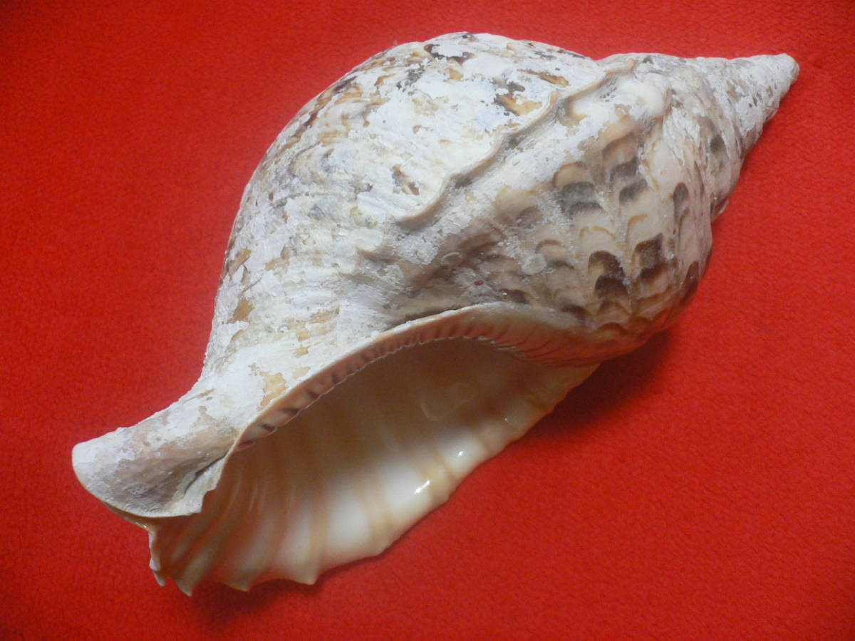 SALE，低価 ☆沖縄の法螺貝☆No5☆ほら貝☆ホラガイ☆33.0cm・