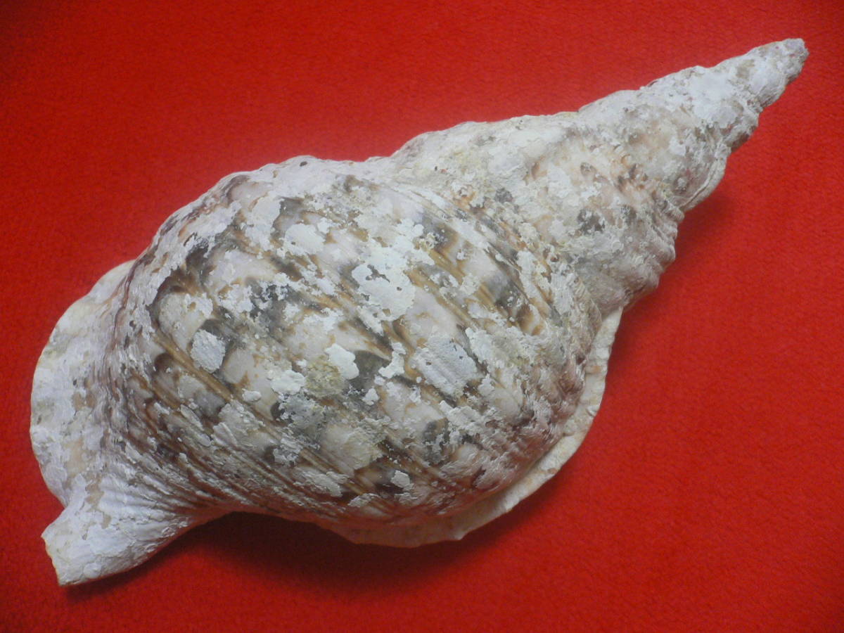 SALE，低価 ☆沖縄の法螺貝☆No5☆ほら貝☆ホラガイ☆33.0cm・