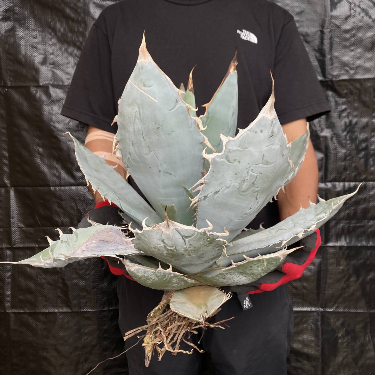 Agave 