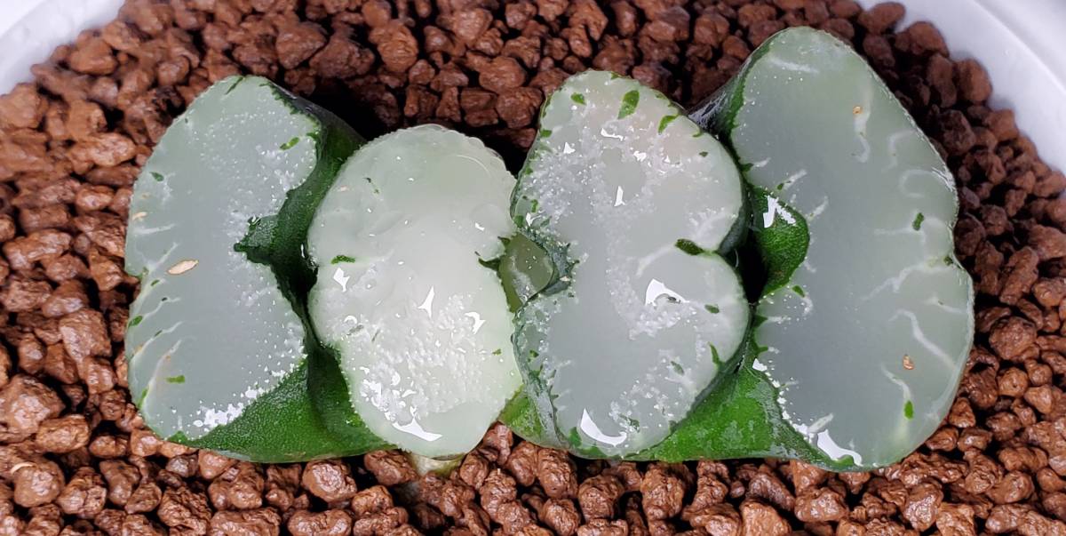 玉扇 ハオルチア 多肉植物：ハオルチア 多肉植物 本店 観葉植物」の
