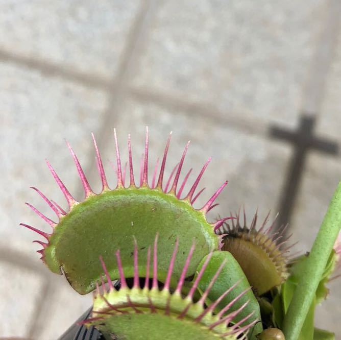 Dionaea 食虫植物 ハエトリソウ - muscipula Yahoo!オークション BCP