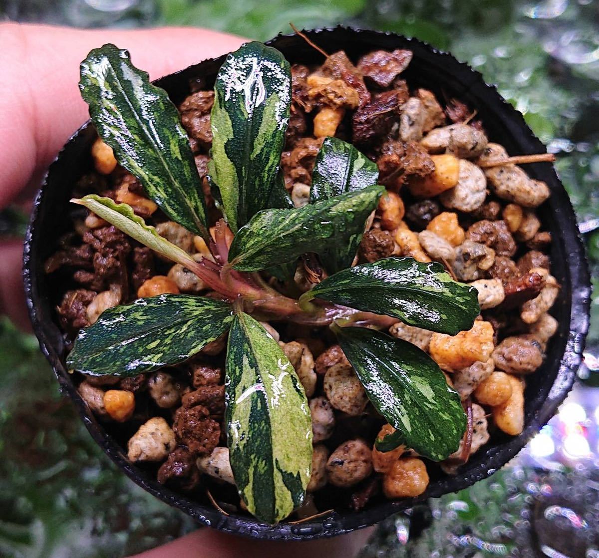 陰性水草【ブセファランドラ】Pink Variegata ピンクバリエガータ 