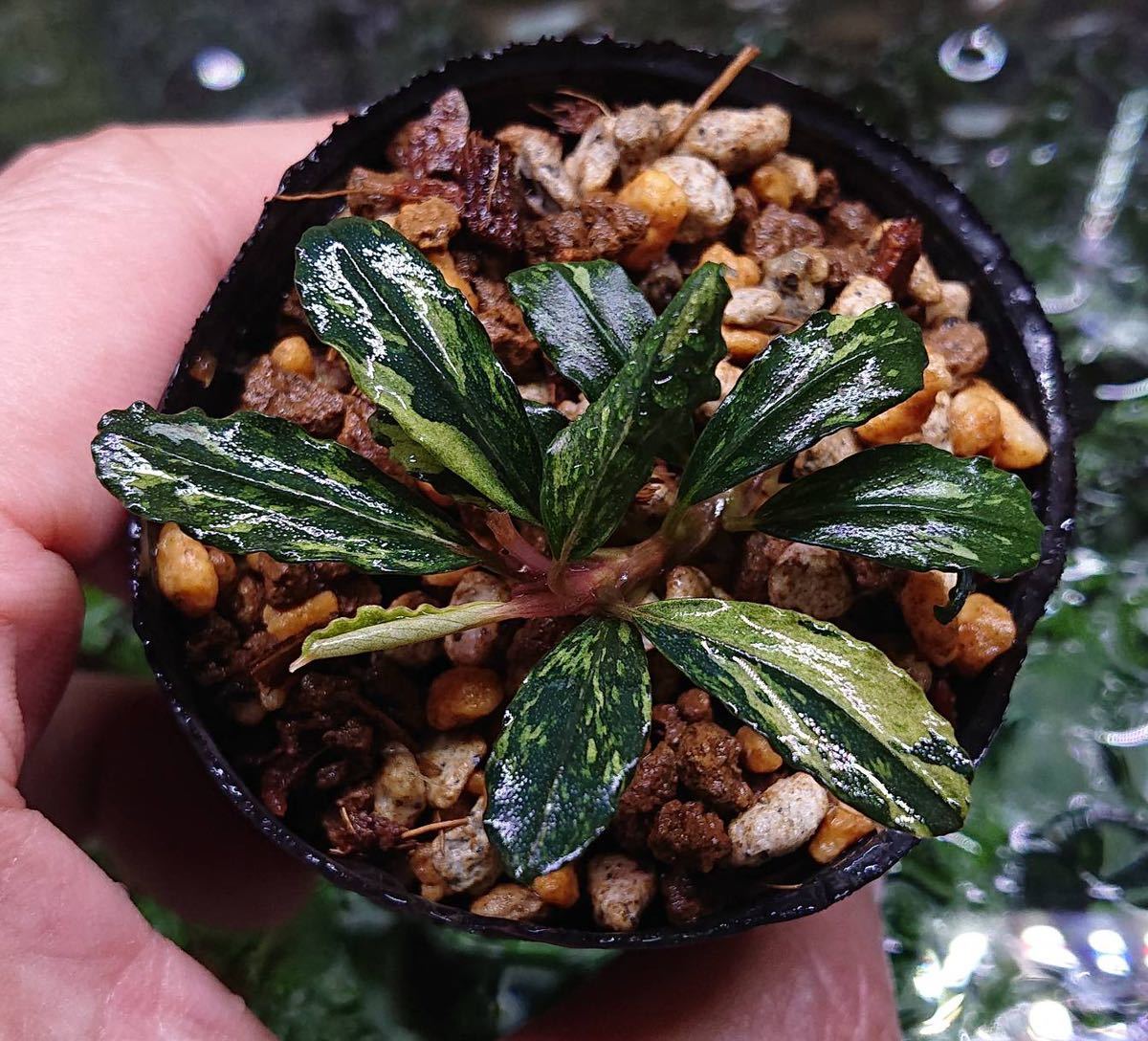 JJ Bucephalandra sp. Variegata ブセファランドラ バリエガータの入札