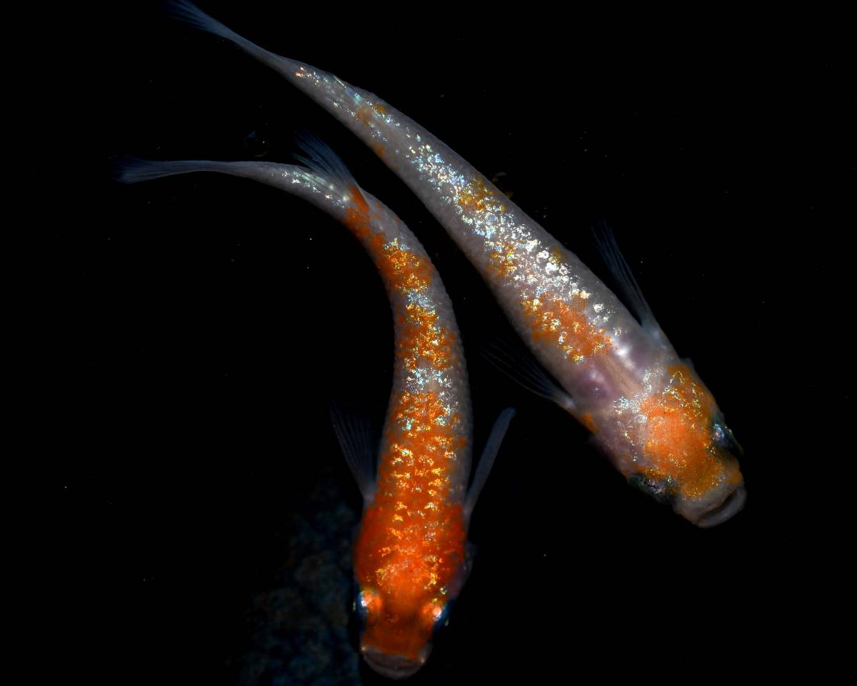現物 極上個体 若魚 王華 3匹 | GPメダカ＞ メダカ 現物販売王