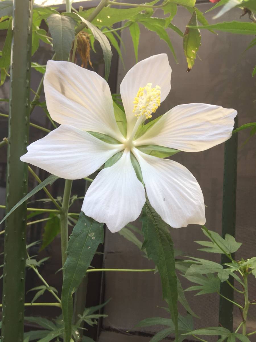 モミジアオイ もみじあおい 紅葉葵 白 種30粒 種 売買されたオークション情報 Yahooの商品情報をアーカイブ公開 オークファン Aucfan Com