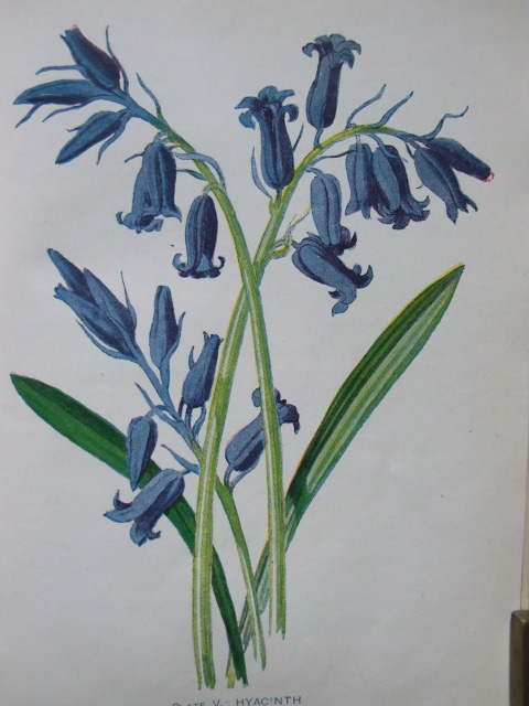 洋書古書 希少 Familiar Wild Flowers アンティーク植物図鑑