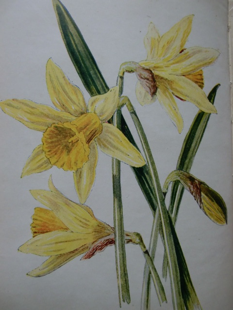洋書古書 希少 Familiar Wild Flowers アンティーク植物図鑑