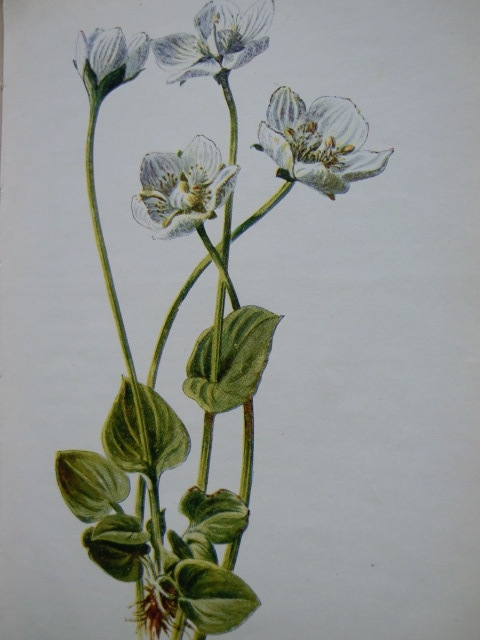 洋書古書 希少 Familiar Wild Flowers アンティーク植物図鑑