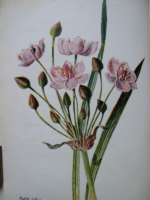 Familiar Wild Flowers　希少なアンティーク植物図鑑　洋書古書 洋書古書 希少 Familiar Wild Flowers アンティーク植物図鑑