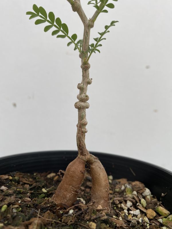 奄美黄金ソテツB 5号鉢 （金ブチ＆金環ソテツ） 奄美大島産 観葉植物