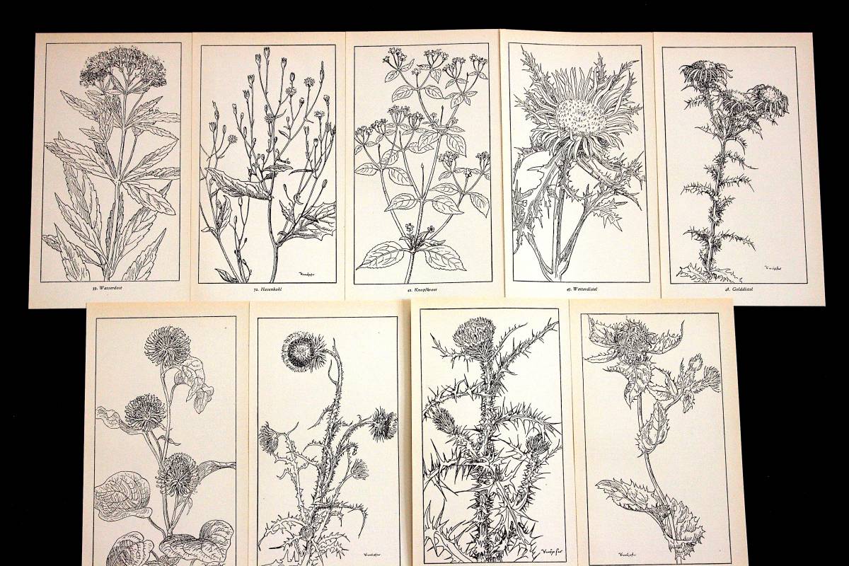 東ドイツの古いモノクロのボタニカルアート12枚セット ヴィンテージ ドイツ雑貨 図鑑 Ddr 植物画 白黒 デッサン 紙物 植物の絵 花の絵 印刷物 売買されたオークション情報 Yahooの商品情報をアーカイブ公開 オークファン Aucfan Com