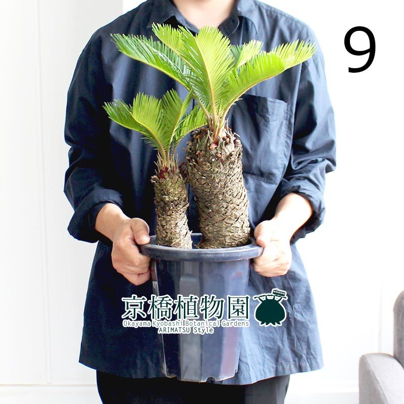 ソテツ 蘇鉄 観葉植物 7号鉢 ソテツ 蘇鉄 7号鉢 149 【公式WEBショップ】
