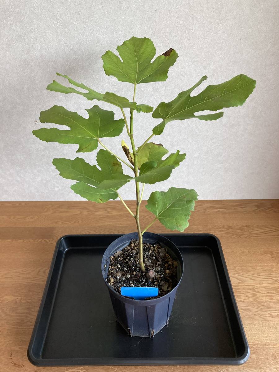 イチジク ブラックマデイラ フィーゴプレト（ Black Madeira Figo
