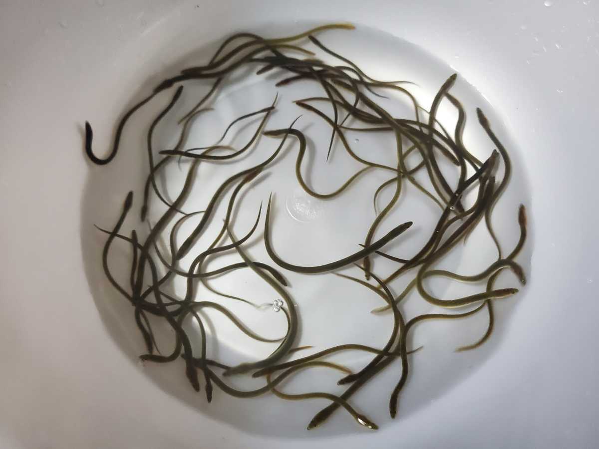 お買い得 うなぎ 20 匹 送料580円 9 11cm程 4BU-60(川魚)｜売買されたオークション情報、yahooの商品情報をアーカイブ公開 - オークファン その他