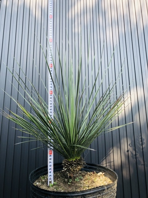 ユッカ（エラータ・リギダ・フィリフェラ・・ロストラータ）24鉢 Yucca