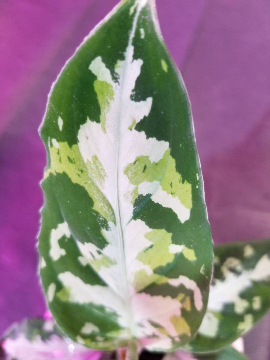 アグラオネマ Aglaonema pictum GW1507 メサイア Padang sidempuan
