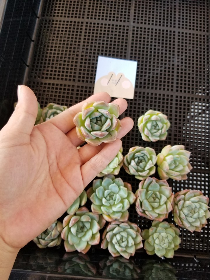 人気，新作 韓国多肉植物 韓国苗 エケベリア Echeveria 07-58 アルバビューティー⑪20個 岡山在庫 08/14岡山発送(サボテン)｜売買されたオークション情報、yahooの商品情報をアーカイブ公開 - オークファン サボテン