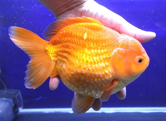 【お得，格安】 ⑰ セレクト個体 極美 ヤンボウ 元宝 ショート テール 金魚 21cm位(その他)｜売買されたオークション情報、yahooの商品情報をアーカイブ公開 - オークファン その他