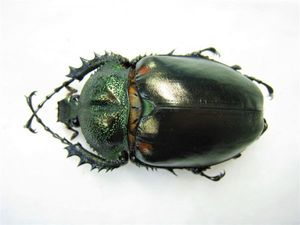 テナガコガネのYahoo!オークション(旧ヤフオク!)の相場・価格を見る