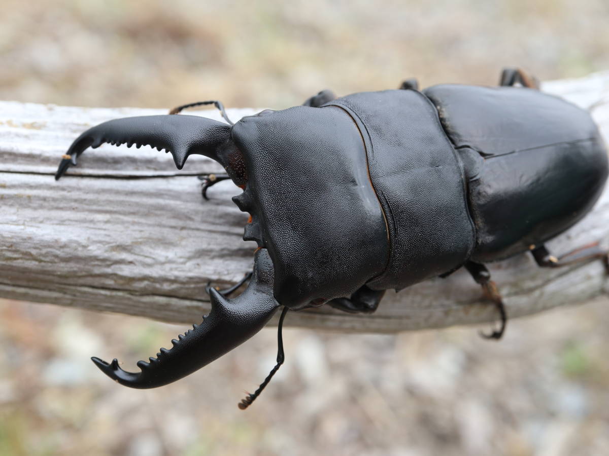 ロドリゲスカブトハナムグリ WDロドリゲスカブトハナムグリ ♂単品